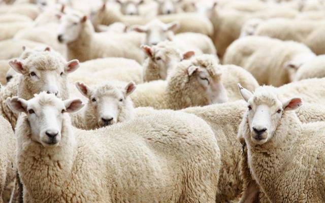 بعد نفوق الأضاحي.. النظام العسكري الجزائري يبدأ حملة لقمع منتقدي فضيحة الأضاحي المستوردة