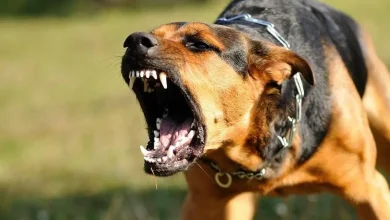حالة طوارئ في مليلية.. أول إصابة بداء الكلب تهزّ المدينة وتحذيرات عاجلة للسكان