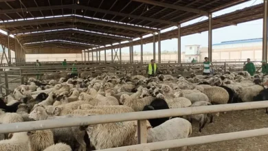 بعد فضيحة نفوق الأضاحي المغشوشة.. الدرك الجزائري يبيع الأكباش للجزائريين