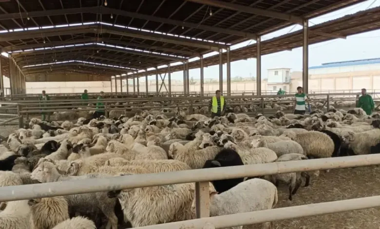 بعد فضيحة نفوق الأضاحي المغشوشة.. الدرك الجزائري يبيع الأكباش للجزائريين