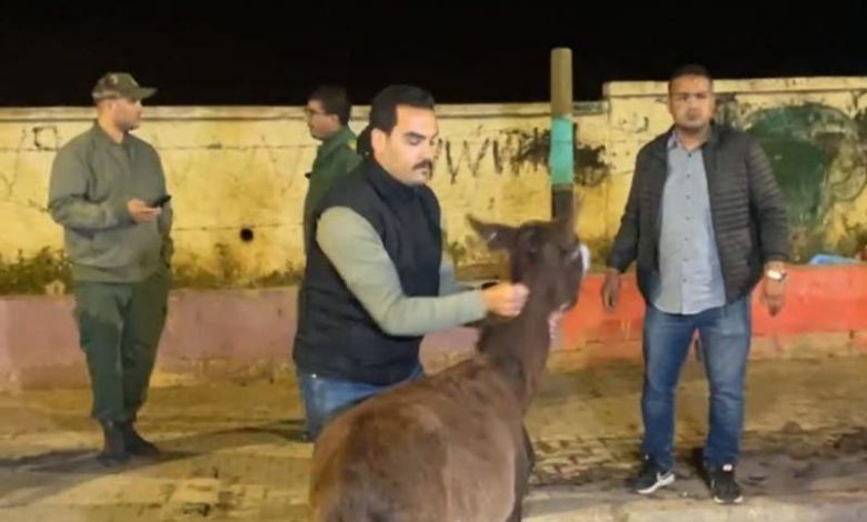 حملة ليلية لمُطاردة الدواب بسطات
