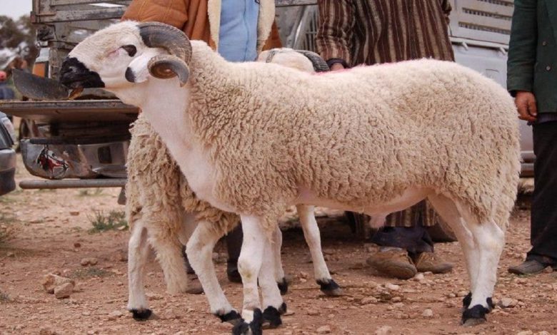 عيد الأضحى.. مغاربة يحتفلون بعقيقة أبنائهم تزامنا مع العيد الكبير
