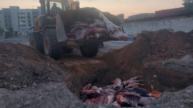 حجز شاحنة محملة بـ3,7 أطنان من اللحوم الحمراء الفاسدة ضواحي البيضاء