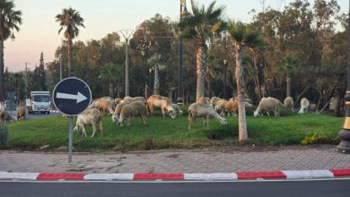 الرعي الجائر يهدد ما تبقى من فضاءات خضراء بسطات