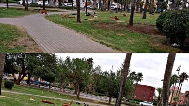 برشيد.. الكلاب الضالة تحتل الحدائق العمومية