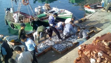 خلال 6 أشهر.. قيمة منتجات الصيد البحري المسوقة تتجاوز 4,81 مليار درهم