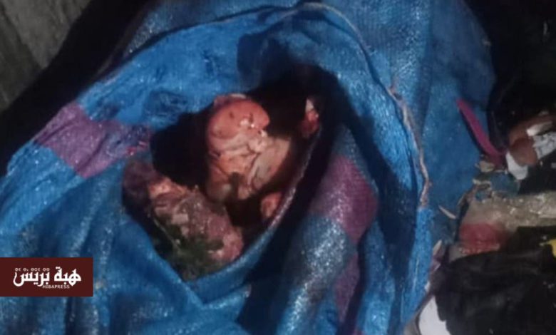 الرؤوس والعظام التي عُثر عليها بالحي المحمدي هي من فصيلة “البغال”