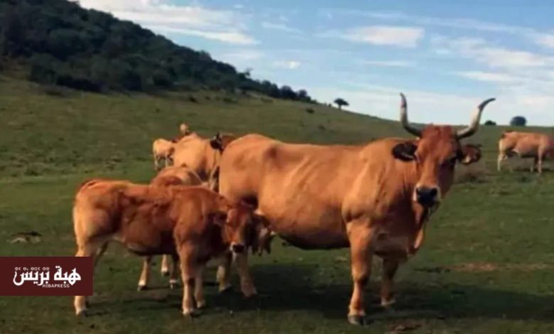 توقيف استيراد 150 ألف رأس من الأبقار يُربك سوق اللحوم في المغرب